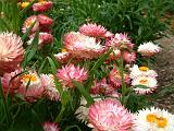 Paper Daisies pale Pink